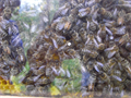 Besuch des Bienenlehrpfades [003].JPG
